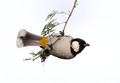 081 White-eared bulbul (Pycnonotus leucotis) - Rajistan India