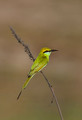 080 Asian green bee-eater (Merops orientalis) - Rajistan India
