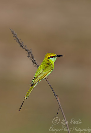 080 Asian green bee-eater (Merops orientalis) - Rajistan India