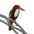 078 White-throated kingfisher (Halcyon smyrnensis) - Rajistan India