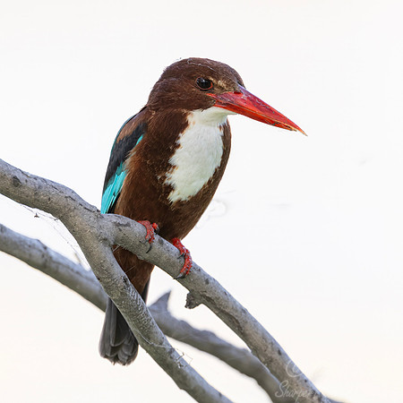078 White-throated kingfisher (Halcyon smyrnensis) - Rajistan India