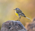084 Grey wagtail (Motacilla cinerea) - Rajistan India