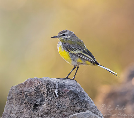 084 Grey wagtail (Motacilla cinerea) - Rajistan India