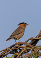086 Brahminy starling or brahminy myna (Sturnia pagodarum) - Rajistan India