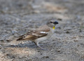 082 Yellow-throated sparrow (Gymnoris xanthocollis) - Rajistan India