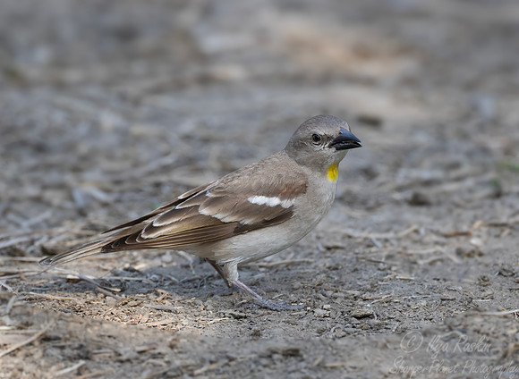 082 Yellow-throated sparrow (Gymnoris xanthocollis) - Rajistan India