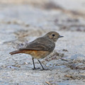 088 Black redstart female (Phoenicurus ochruros) - Rajistan India