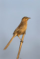 085 Striated babbler (Argya earlei) - Rajistan India
