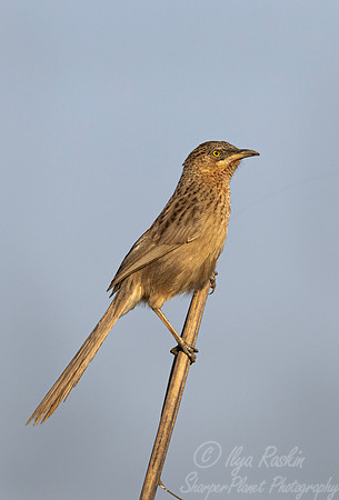 085 Striated babbler (Argya earlei) - Rajistan India