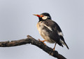 089 Indian pied myna (Gracupica contra) - Rajistan India