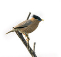087 Brahminy starling or brahminy myna (Sturnia pagodarum) - Rajistan India
