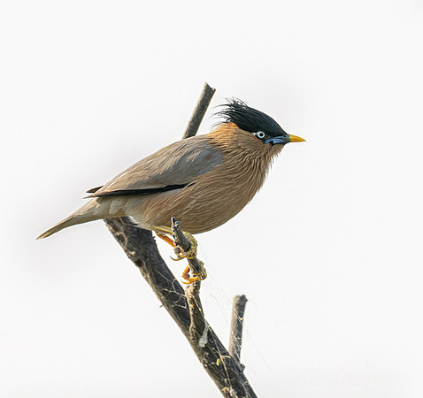 087 Brahminy starling or brahminy myna (Sturnia pagodarum) - Rajistan India