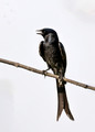 083 Black drongo (Dicrurus macrocercus) - Rajistan India