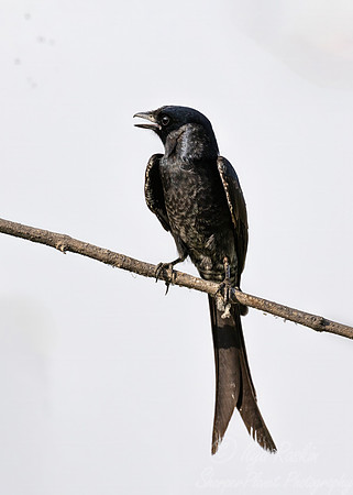 083 Black drongo (Dicrurus macrocercus) - Rajistan India