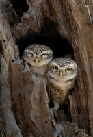 2025 India Birds