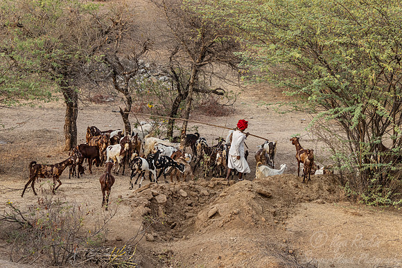 154 Rajasthan India