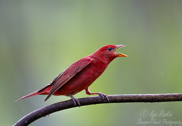 681 Summer tanager - Ecuador (Piranga rubra)