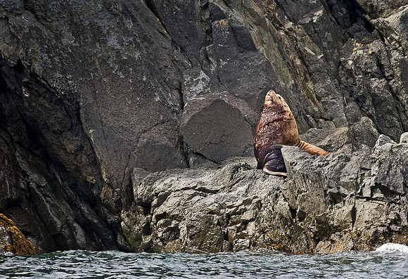 013_Steller Sea Lion_AK