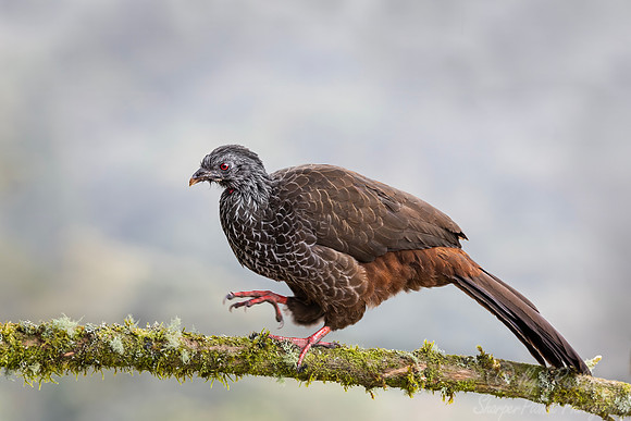 622 Andean guan (Penelope montagnii) - Colombia cloud forest