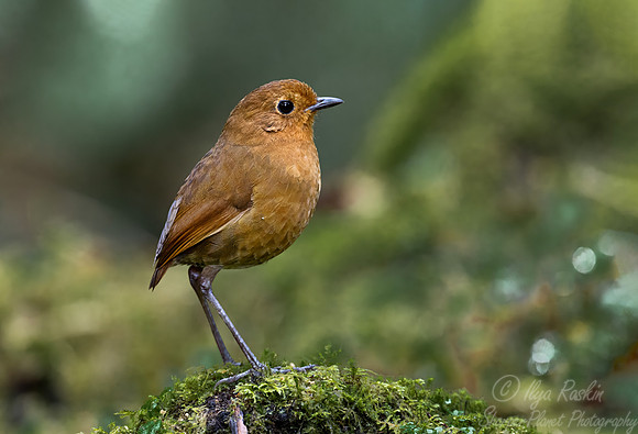 596 Equatorial antpitta (Grallaria saturata) - Colombia cloud forest