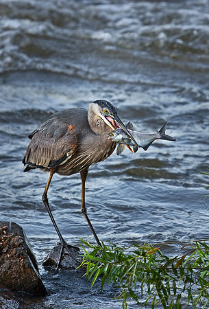 001_Great Blue Heron (Ardea herodias) with Shad_VA