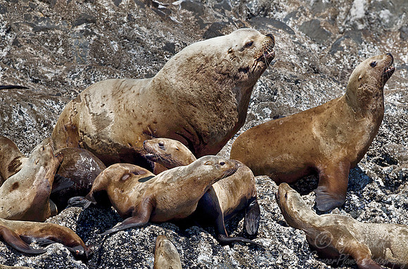 081 Steller Sea Lions (Eumetopias jubatus) - AK