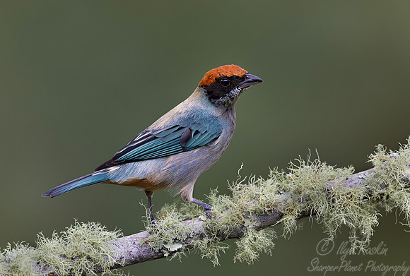 565 Scrub tanager (Stilpnia vitriolina) - Colombia cloud forest