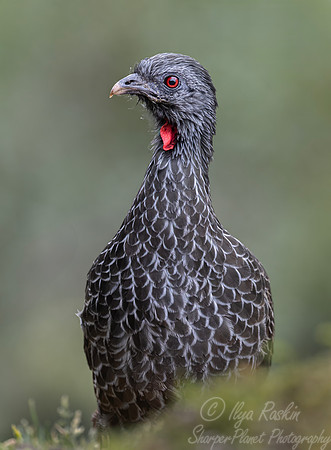 621 Andean guan (Penelope montagnii) - Colombia cloud forest