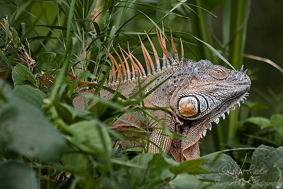 040_Green Iguana  (Iguana iguana)_Belize