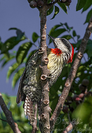117 Cuban Green Woodpecker (Xiphidiopicus percussus) - Cuba