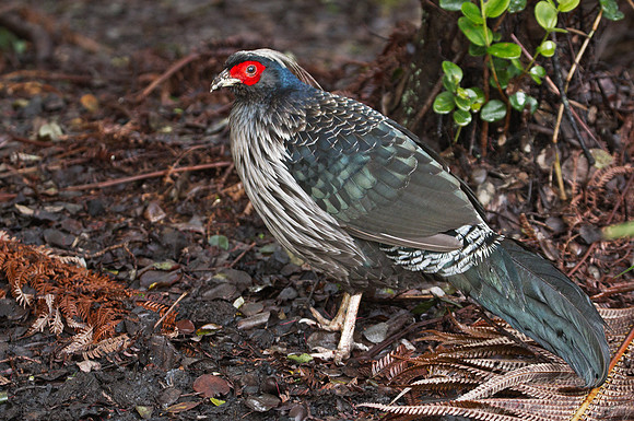 007 Kalij Pheasant (Lophura leucomelanos)  - HI