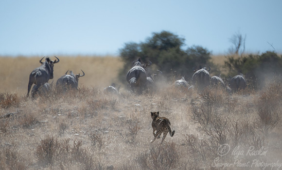 200 Cheetah (Acinonyx jubatus) - Kgalagadi Transfrontier Park SA