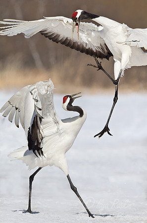 059 Red-crowned Cranes (Grus japonensis) - Hokkaido Japan