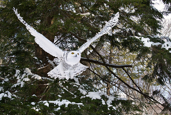 098 Snowy Owl (Bubo scandiacus) - MA