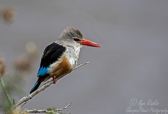 186 Grey-headed kingfisher (Halcyon leucocephala) - Masai Mara Kenya