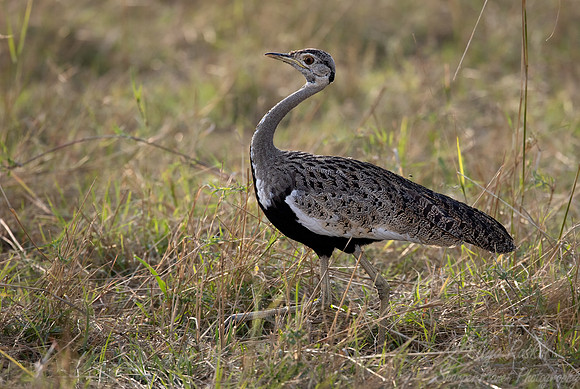 188 Black-bellied bustard (Lissotis melanogaster) - Masai Mara Kenya
