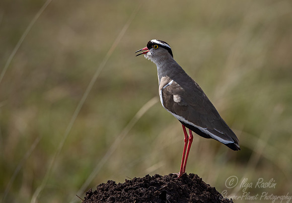 308 Crowned lapwing (Vanellus coronatus) - Masai Mara Kenya