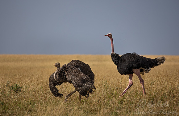 185 Common ostrich (Struthio camelus) - Masai Mara Kenya