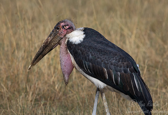 325 Marabou stork (Leptoptilos crumenifer) - Masai Mara Kenya