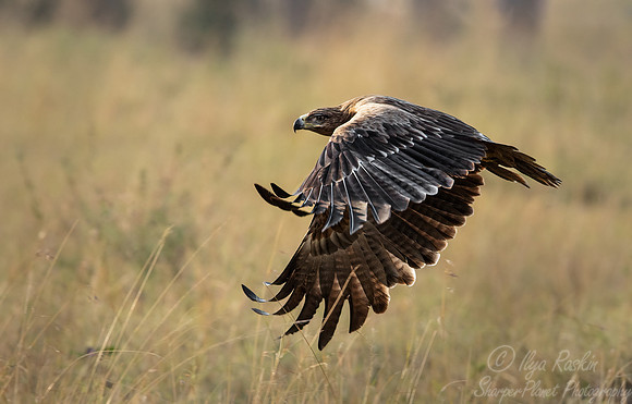 388 Tawny eagle (Aquila rapax) - Masai Mara Kenya