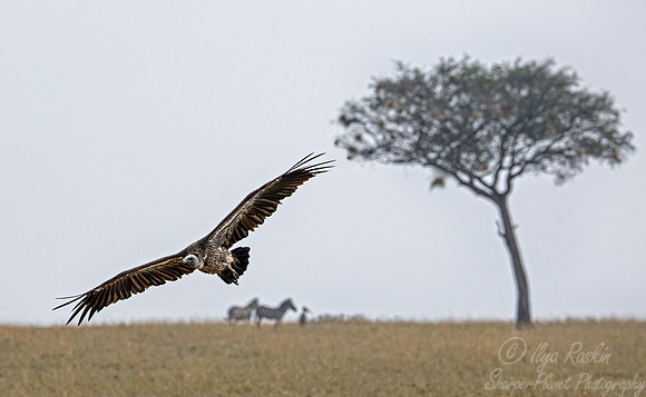 394 White-backed vulture (Gyps africanus) - Masai Mara Kenya