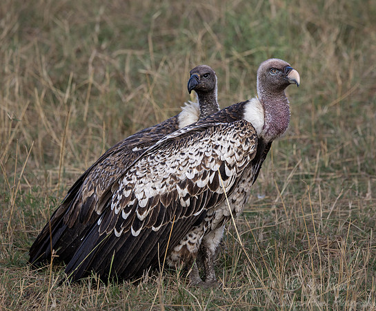 390 Eurasian griffon vulture (Gyps fulvus) and White-backed vulture (Gyps africanus) - Masai Mara Kenya