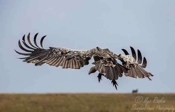 395 White-backed vulture (Gyps africanus) - Masai Mara Kenya