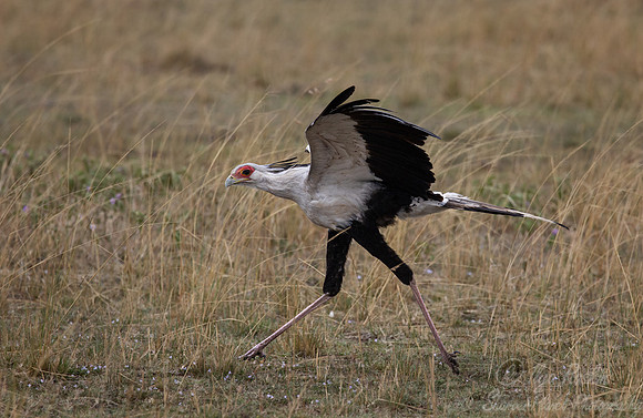 397 Secretary bird (Sagittarius serpentarius) - Masai Mara Kenya
