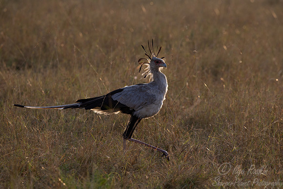398 Secretary bird (Sagittarius serpentarius) - Masai Mara Kenya
