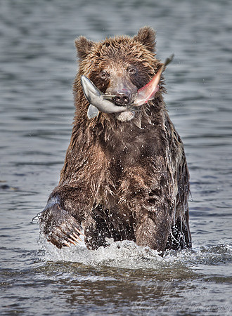 014 Brown Bear (Ursus arctos) - Kamchatka Russia