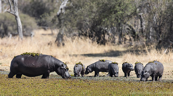 408 Hippopotamuses (Hippopotamus amphibius) - Botswana