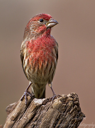 084  House Finch (Carpodacus mexicanus) - NJ