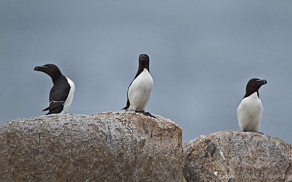 039 Razorbills (Alca torda) - ME