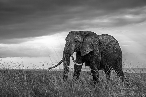 112 African Bush Elephant (Loxodonta africana) - Masai Mara Kenya